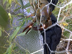 the feisty crayfish that got away
