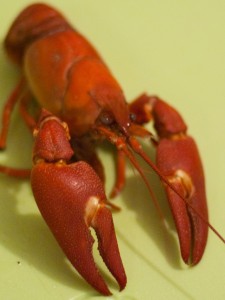 Crayfish