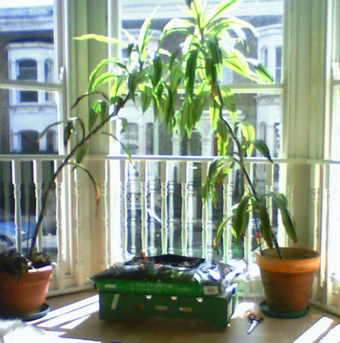 the bit in the middle will be full of tomatoes soon!