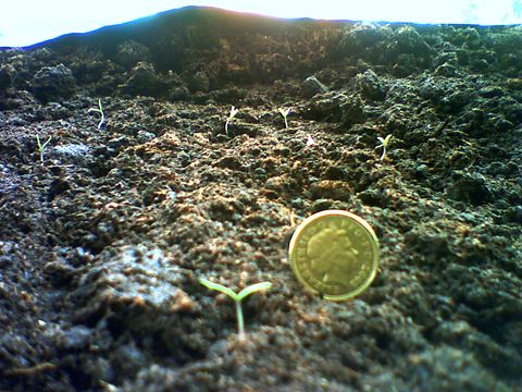 tiny weeny plants